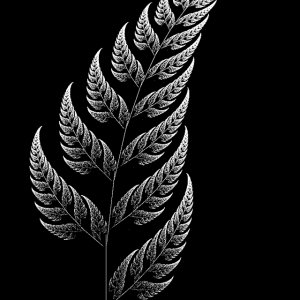 Silver Fern 02.jpg