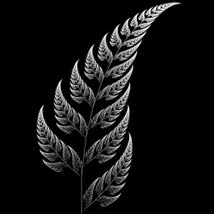 Silver Fern 03.jpg
