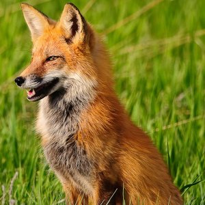 Fox 01.jpg