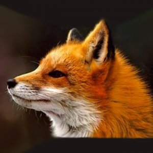 Fox 02.jpg