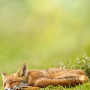 Fox 03.jpg