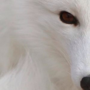 Fox 05.jpg