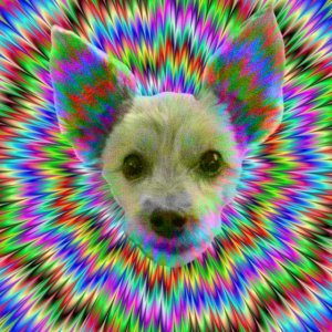 Pup head.jpg