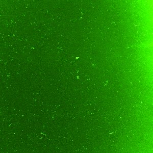 Green 05.jpg