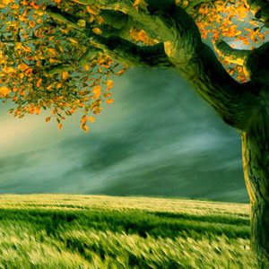 Green Field.jpg