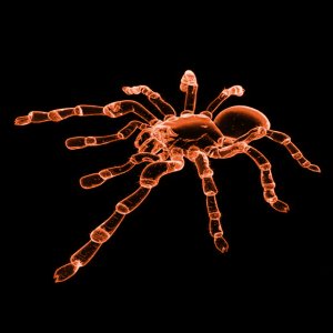 Tarantula orange.jpg