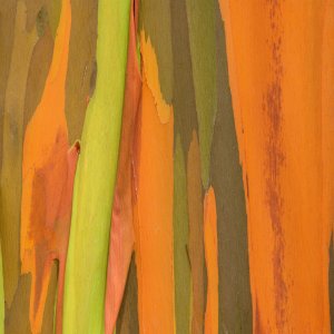NaturePatterns 03.jpg