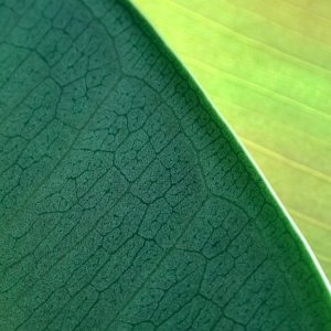 NaturePatterns 04.jpg
