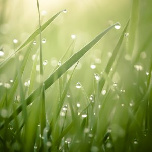 Grass Morning Dew iP4.jpg