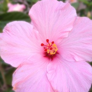 Hibiscus 01.jpg