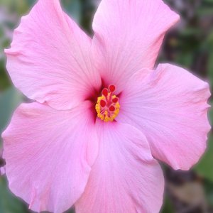 Hibiscus 02.jpg