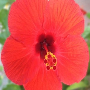Hibiscus 03.jpg
