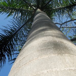 Palm.jpg