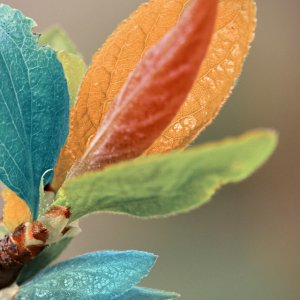 leaves of life wallpaper iPhone.jpg