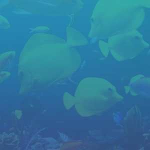 Blue Fish.jpg