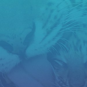 Blue Cats.jpg
