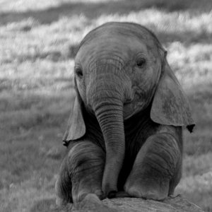Elephant.jpg