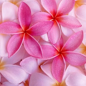 Flowers.jpg