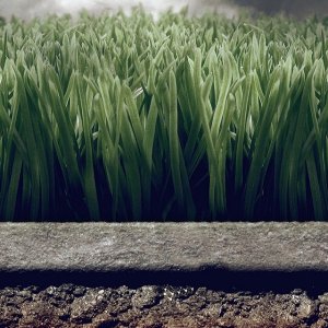 Grass Layers.jpg