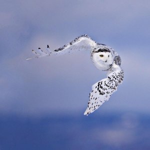 Owl.jpg