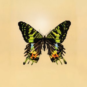 Butterfly.jpg