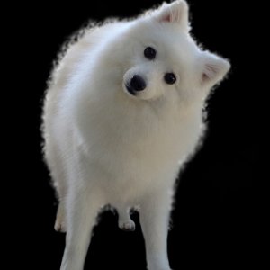 dog.jpg