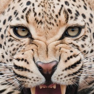 Leopard.jpg