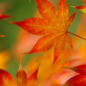 iOS6_Wallpaper_Droidviews_25.jpeg