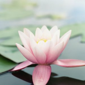 iOS6_Wallpaper_Droidviews_27.jpeg