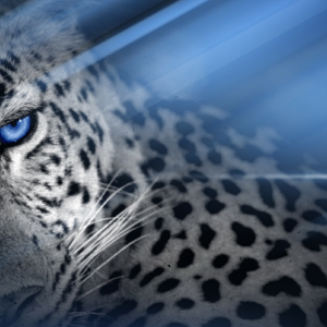 Parallax-Leopard.png
