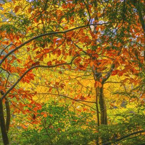 FallCliffsideColorsThroughTrees.jpg