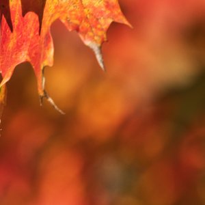 Explosion of Orange.jpeg