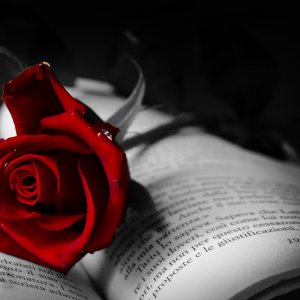 book-with-red-rose-311931.jpg