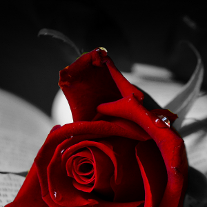 Rose 01.png