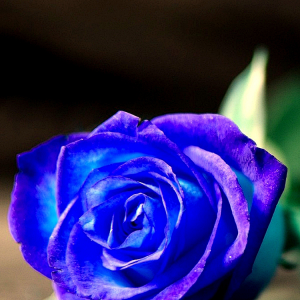 Rose 03.png