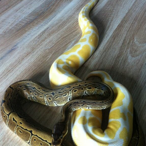 Snake 02.png