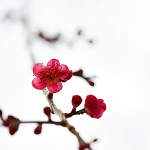 Blossom.png
