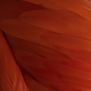 iOS 9 beta 04.png