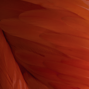 iOS 09 beta 04.png