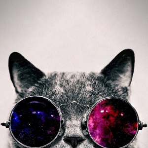 Cool Cat 01.png
