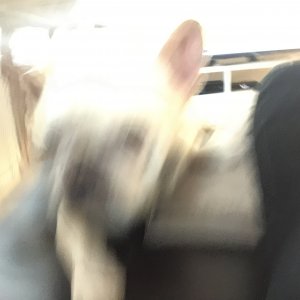 image.jpeg