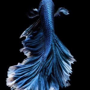 betta.jpg
