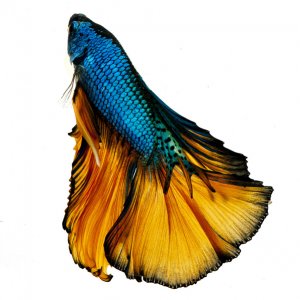 betta2.jpg