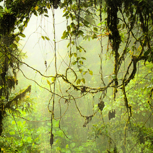 Forest Canopy.png
