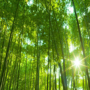 Bamboo 01.png