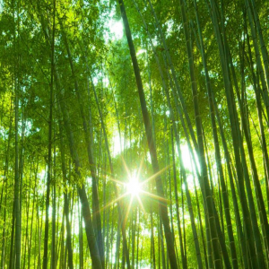 Bamboo 02.png