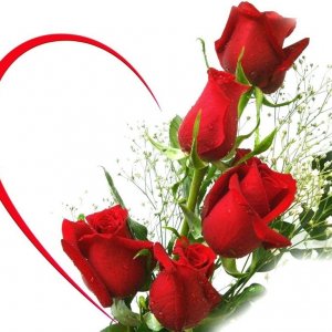 red rose wallpaper.jpg