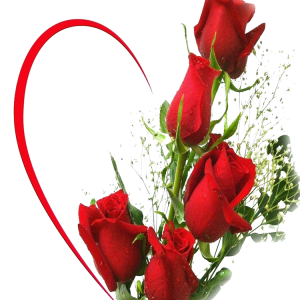 red-rose-wallpaper016.png