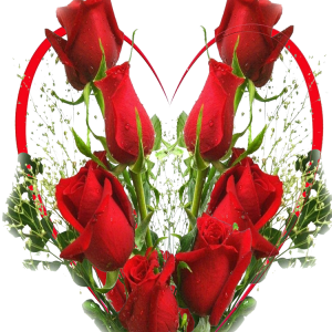 red-rose-wallpaper026.png