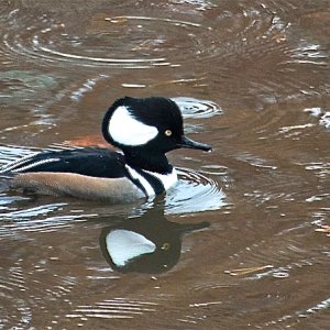 Hooded Merganser.jpg